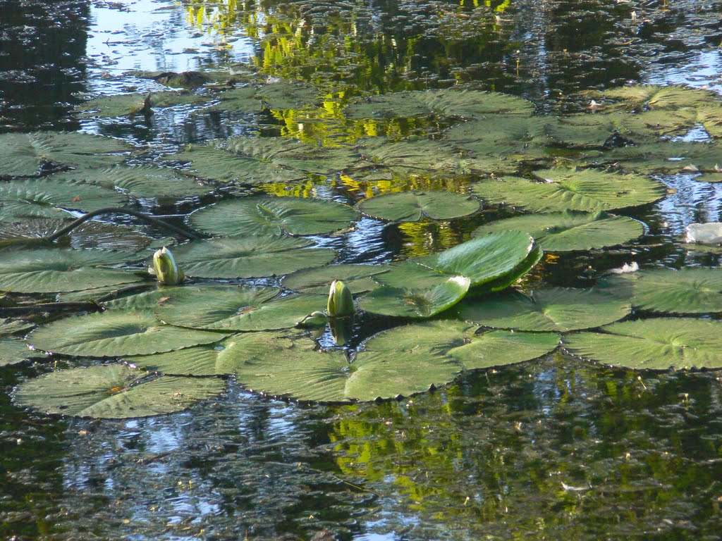 Water lilies, Brackenridge Park San Antonio River Texas, Олмос-Парк