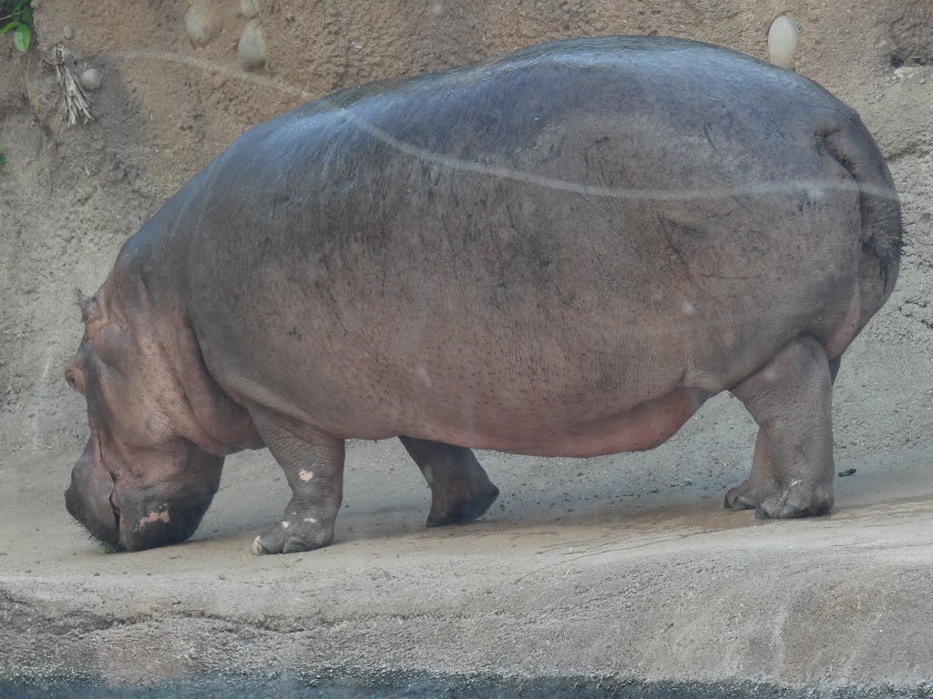Hippo on the Dry, Олмос-Парк