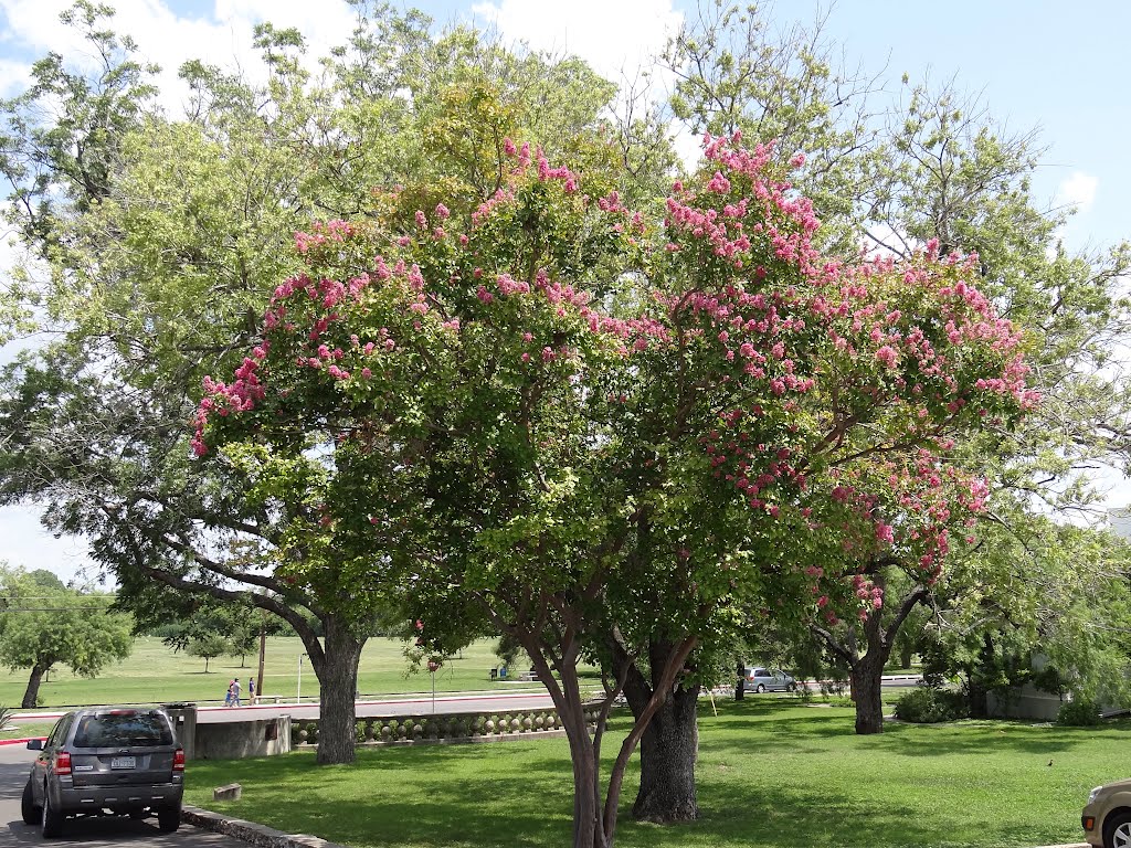 Blossom Trees, Олмос-Парк