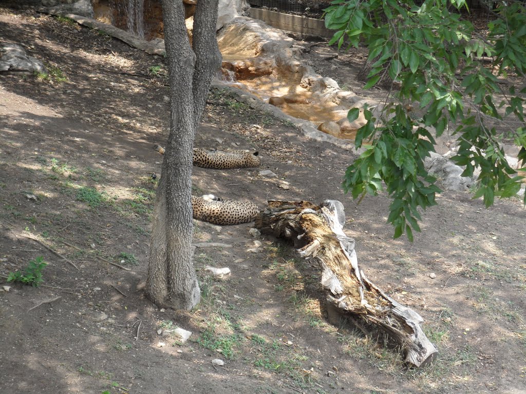 San Antonio Zoo,Tx, Олмос-Парк