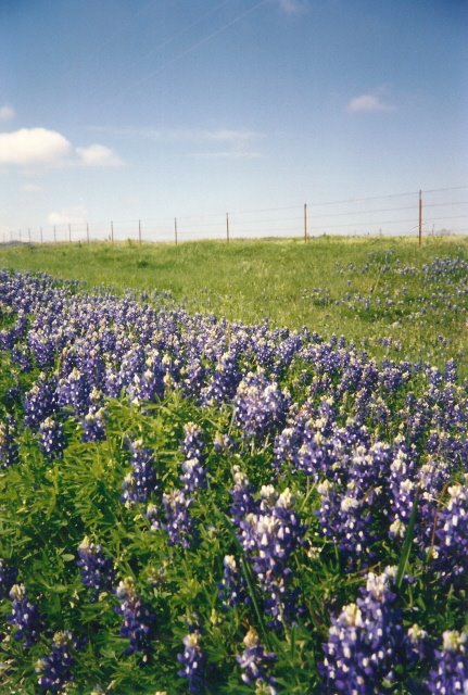 Texas Bluebonnets, near Olney, Tx, Олни