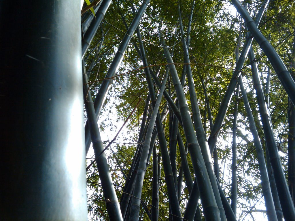 large bamboo, Пирленд
