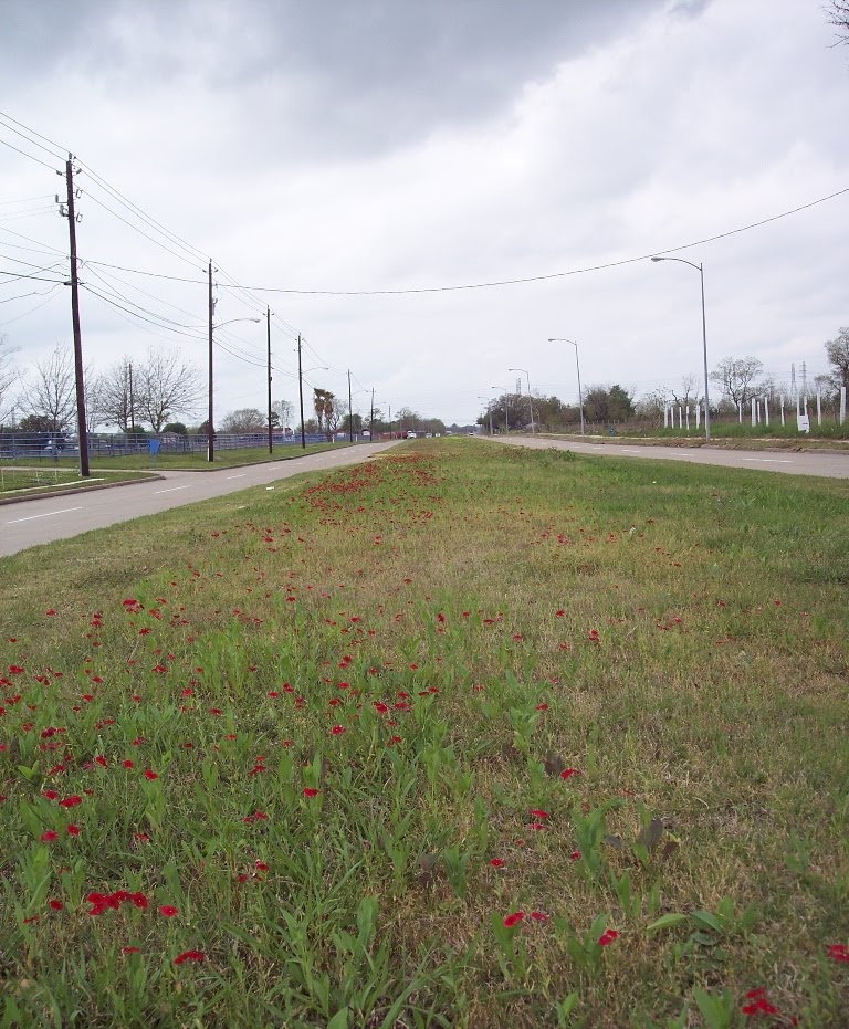 LBJ Wildflower Project - Phlox - East Orem Drive - Houston, Tx, Пирленд