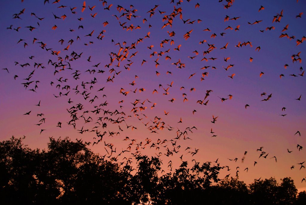 Bat flight, Bracken Cave., Пирсалл