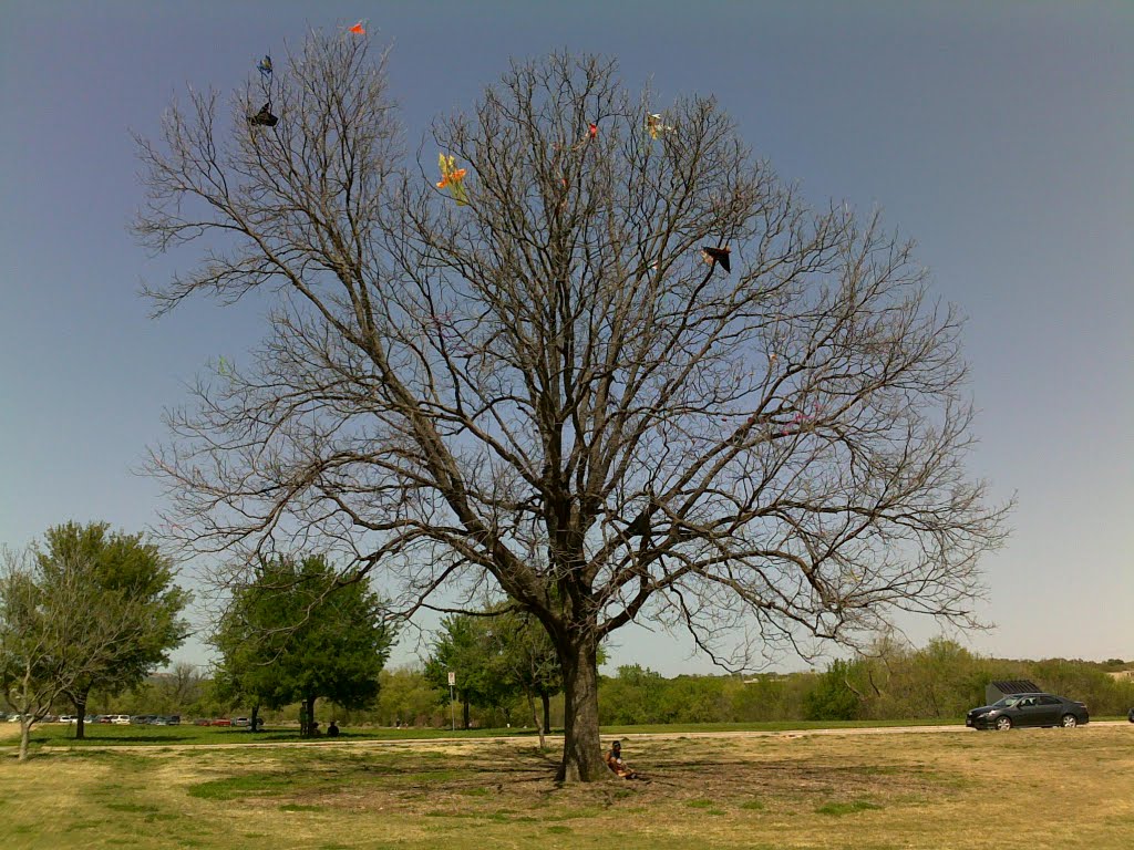 Kite-eating tree in Zilker Park, Austin, Роллингвуд