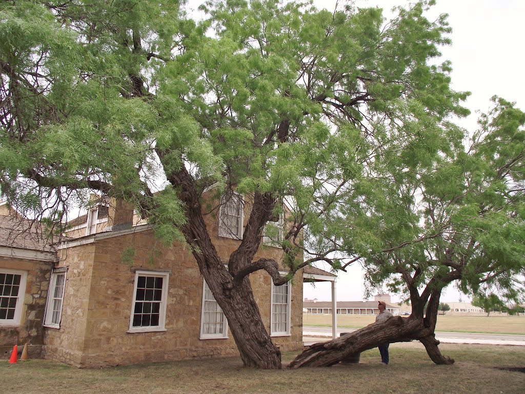 #8 tree, fort concho, texas, Сан-Анжело