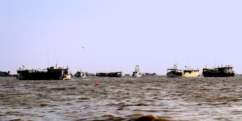 Many Oyster Luggers Dredging for Oysters to Transplant, Уайт-Сеттлмент