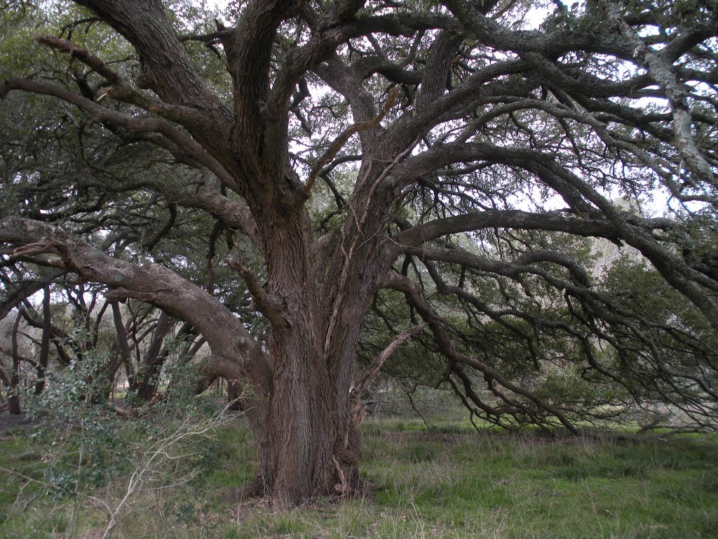 Very old oak tree #2 - West Texas, Эль-Кампо