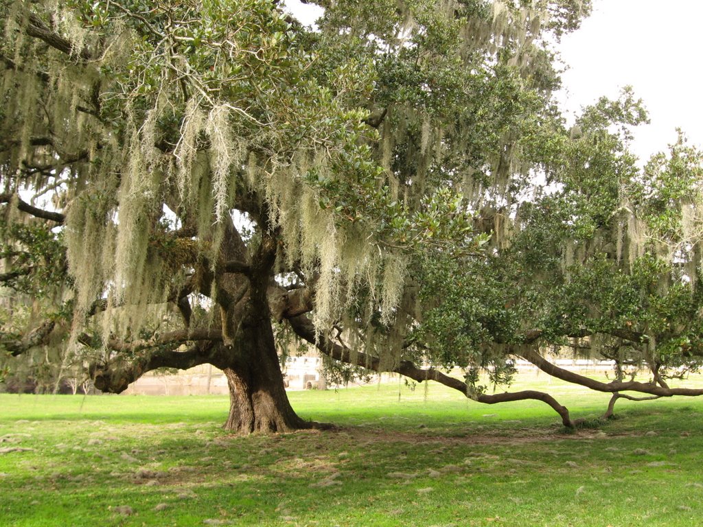 Live Oak & Spanish Moss in Brazos Bend State Park, Эль-Кампо