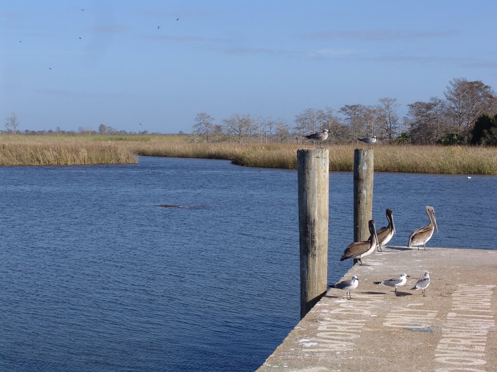 birds on dock of Scipio Creek, historic Apalachicola Florida (11-27-2011), Апалачикола