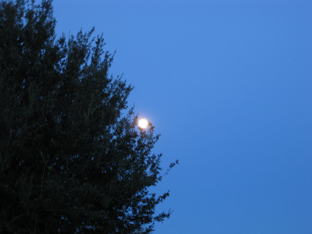Moon in a Tree, Арчер