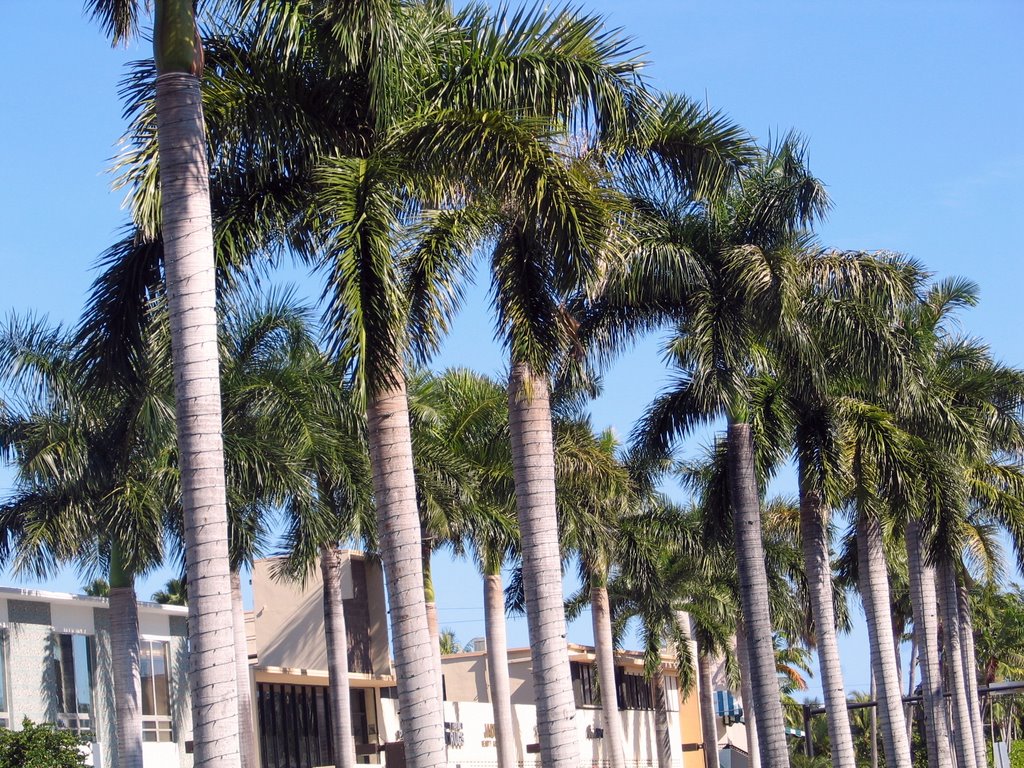 Palm Trees, Бал-Харбор