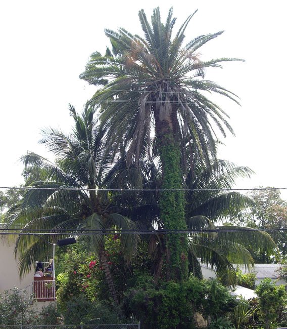 Giant Palm Trees in North Miami, Бискейн-Парк