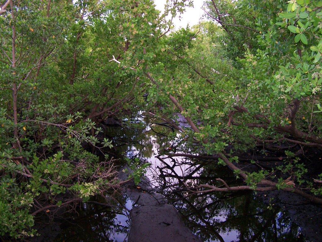 Mangrove Park Mosquito Ditch, Бойнтон-Бич