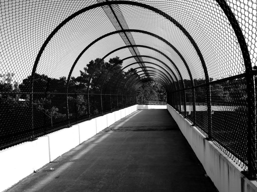 Suncoast Bikeway Bridge, Бэй Пинес