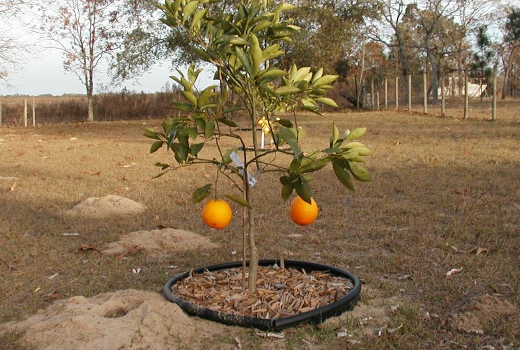 2 Oranges and a gopher mound, Бэйшор-Гарденс