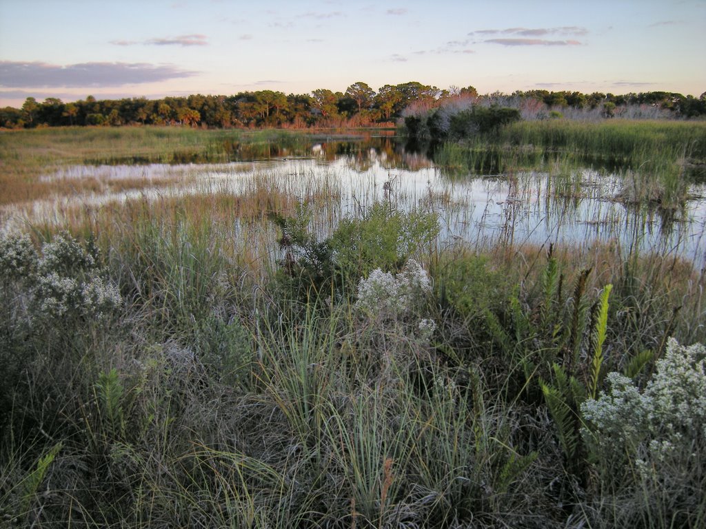Stoneybrook Wetland, Вамо