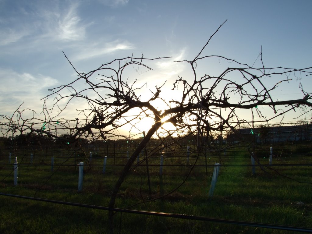 Through the Vines, Вествуд-Лейкс