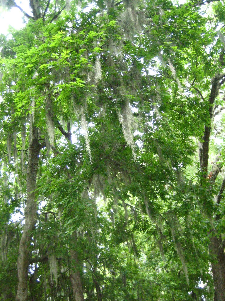 Natural beauty in the Oaks trees in UoF, Florida, Гайнесвилл