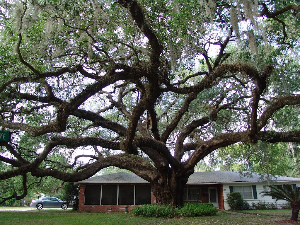 massive Live Oak tree, Gainesville Fla (4-15-2012), Гайнесвилл