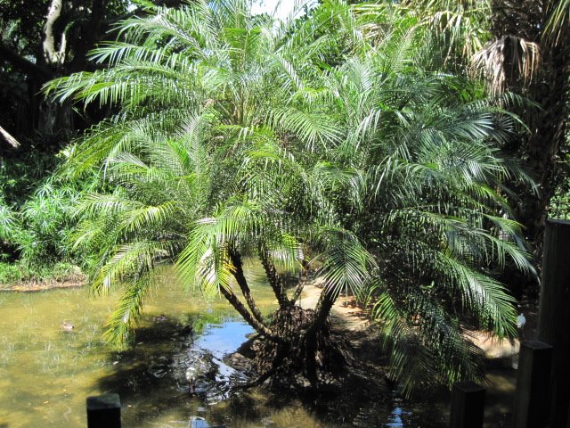 Palm tree, Глен-Ридж