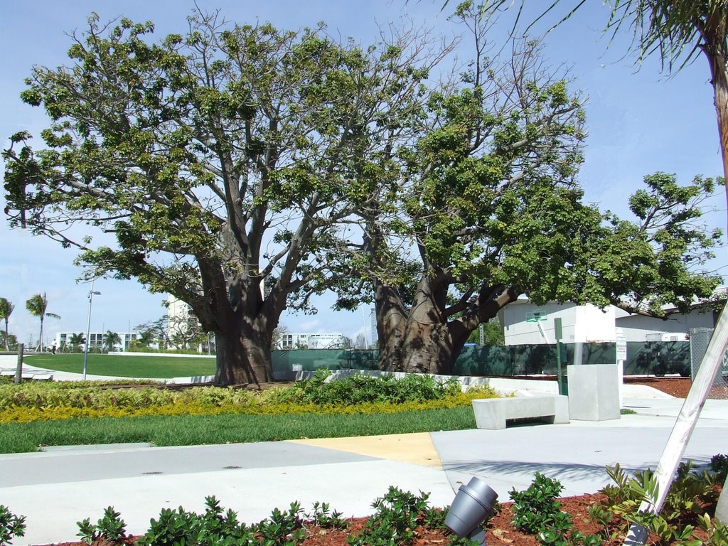 Trees at Young Circle Park, Голливуд