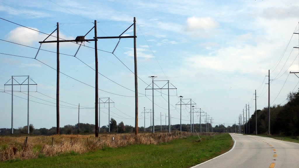 2014 02-25 Florida - Old Bartow, Eagle Lake Rd - power poles and hawks nest, Гордонвилл