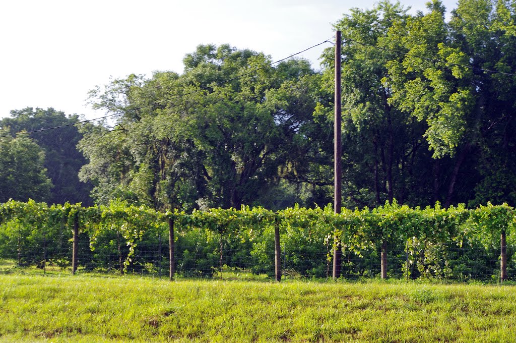 2014 05-30 Florida - grape arbors, Довер