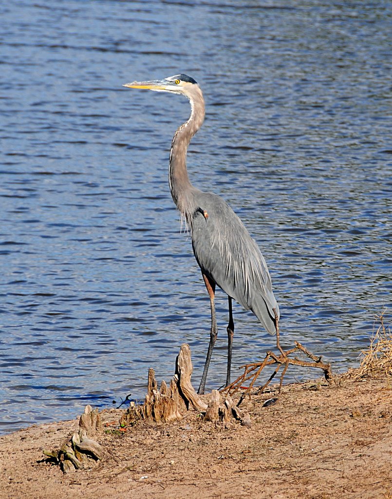 Blue Heron, Довер