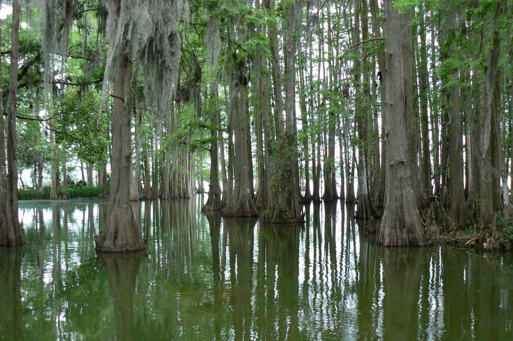 Cypress Grove - Lake Thonotosassa, Florida, Довер
