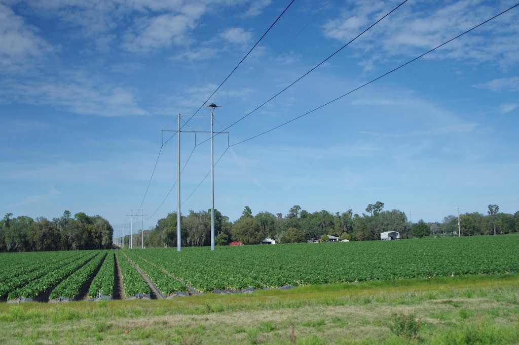 2012, Along Rte 60 - strawberry fields and power lines, Довер