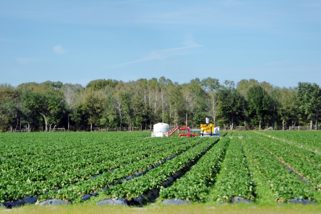 2012, Plant City, FL - Along Rte 60 - strawberry fields, Довер
