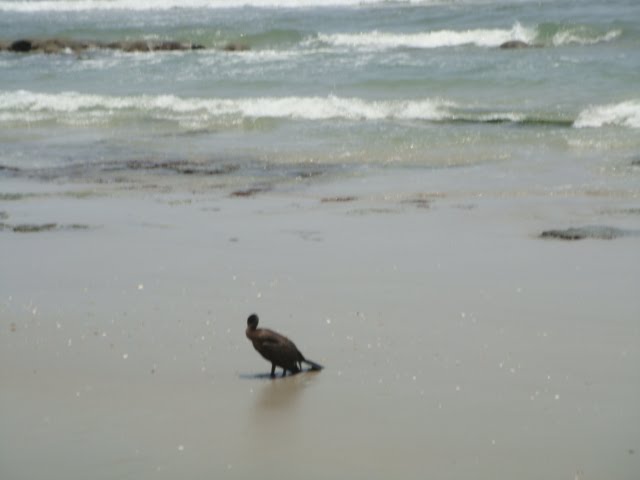 lone bird on beach, Индиан-Харбор-Бич