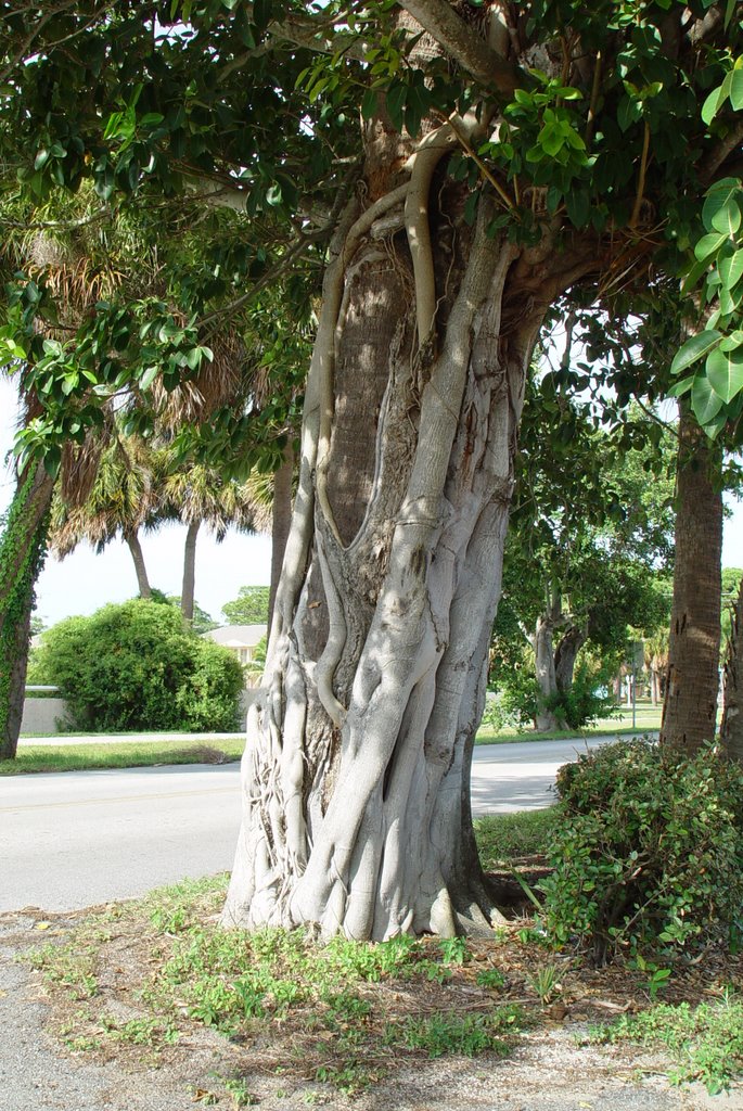strangler fig tree, Indian Harbor Beach, Florida (8-2007), Индиан-Харбор-Бич