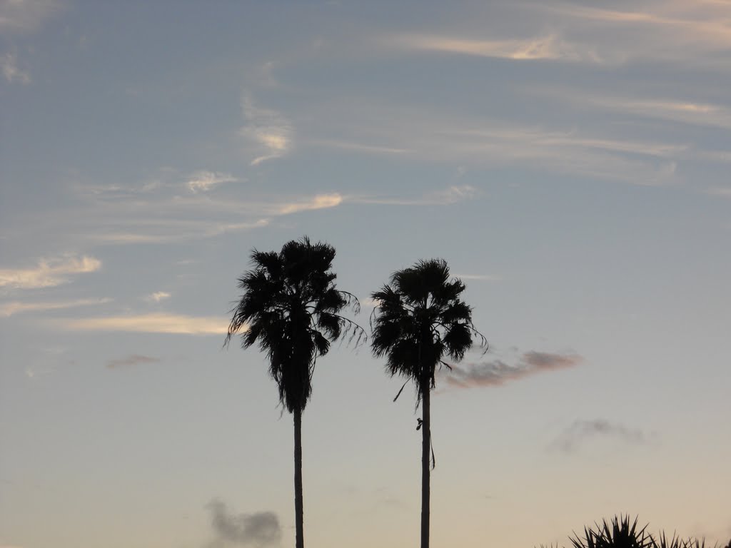 Palm Trees, Кейп-Корал