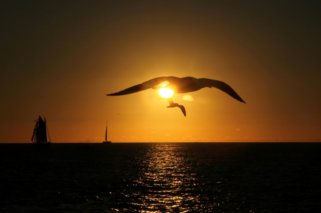 Dagnabbit!  Gulls got in the way of my sunset., Ки-Уэст