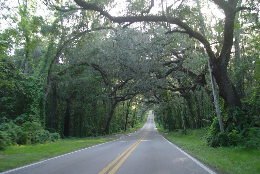 one of the nicest canopy roads in Florida, Fort Dade ave (8-2009), Клевистон