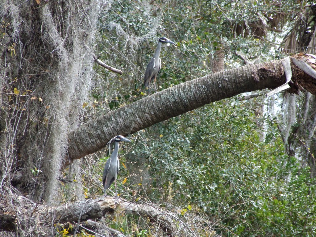 Blue herons, Кливленд