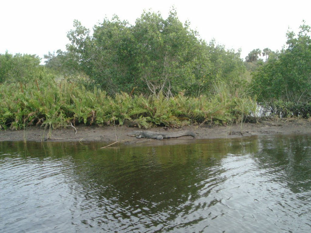 Peace River Gator, Кливленд