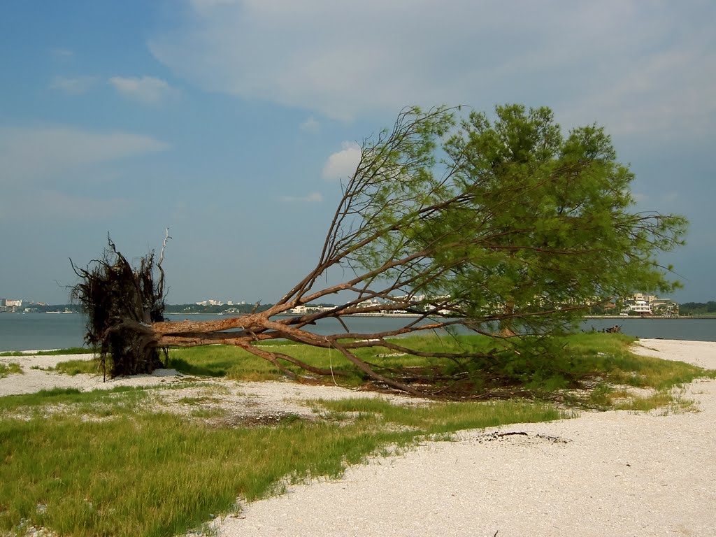 Hurricane Felled Tree, Old Clearwater Bay, Клирватер