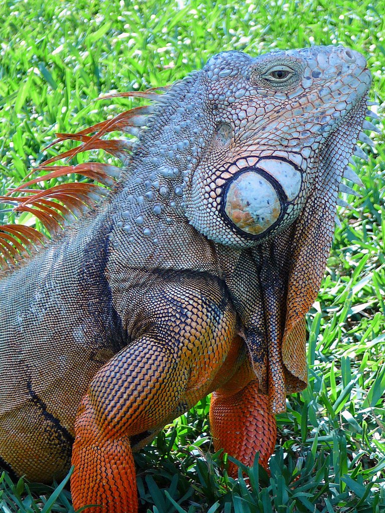 Iguana, Коконат-Крик