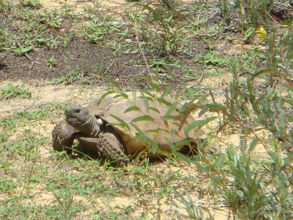 Turtle, Лантана