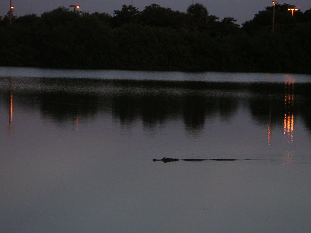 Alligator in lake, Лейзи-Лейк