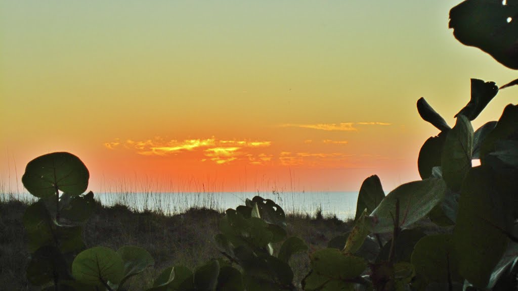 Grass, sea and sunset at Madeira Beach, Florida. La flore et la mer au coucher de soleil, Мадейра-Бич