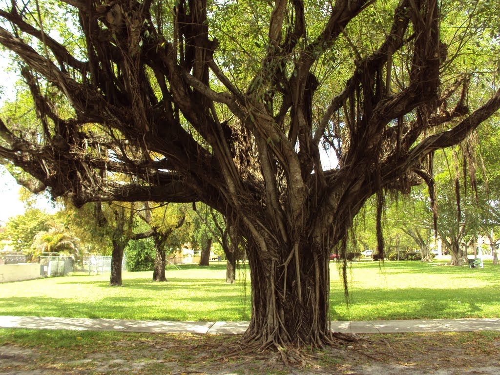 Beautiful Old Tree, Майами-Спрингс