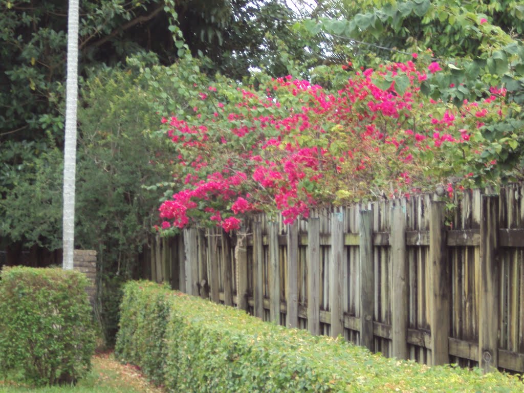 Flowered Buganvillia Fence, Майами-Спрингс