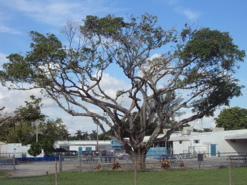 Tree by Miami Springs middle School across  East Drive, Майами-Спрингс