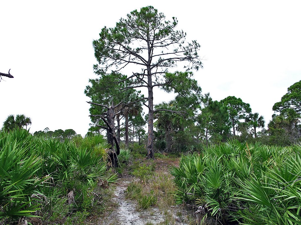 Tall Pine and Palmettos, Малабар