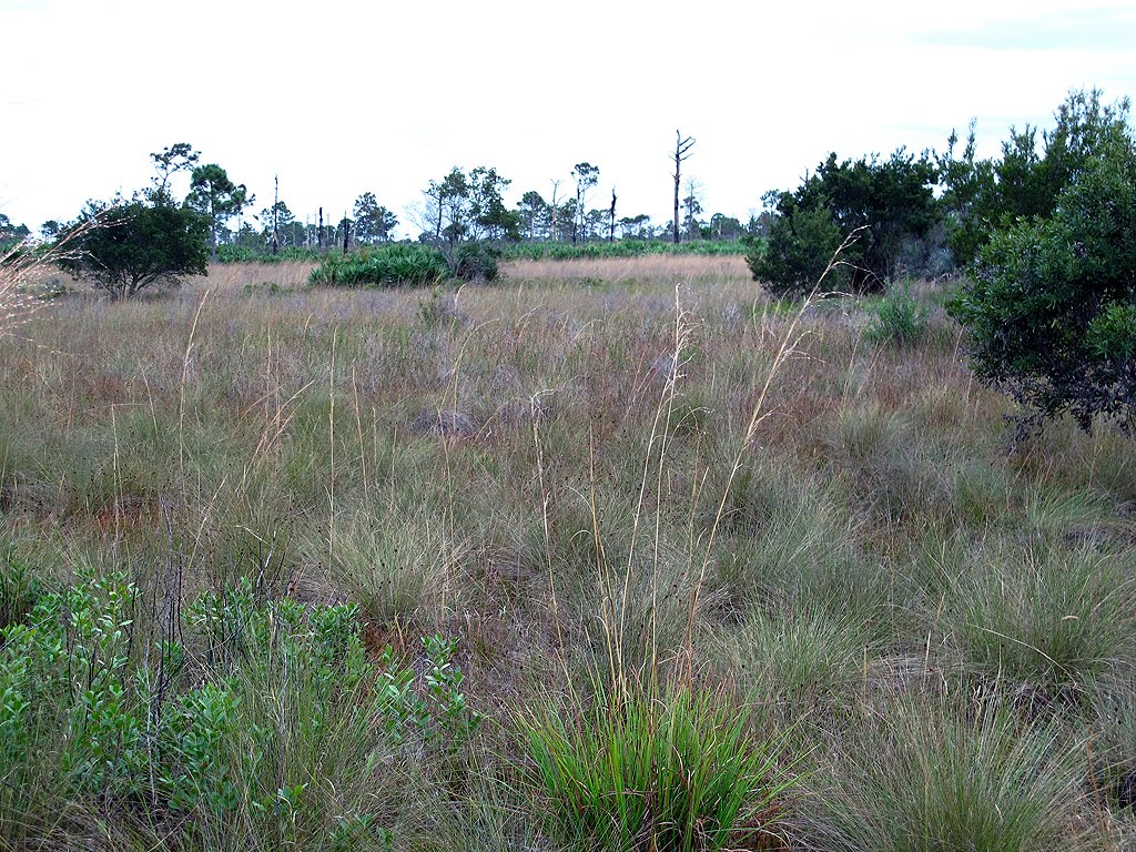 Grass "Pond", Малабар