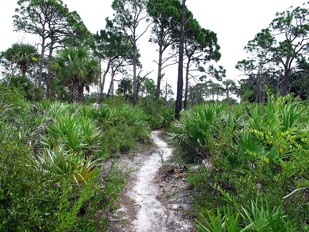 Trail Through Scrub Pines, Малабар